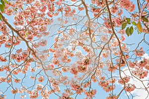 tree pink flower in spring serenity and rose quartz