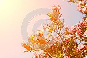 Tree with pink flowers against the sky
