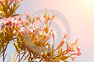 Tree with pink flowers against the sky and sun