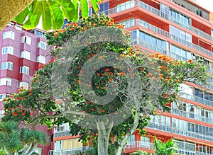 Tree with pink flowers in Barcelona photo