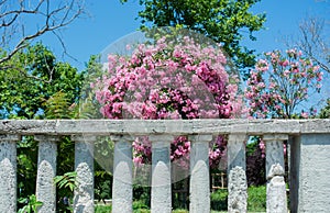 Tree with pink flowers behind fence, sky on background. Romantic and beautiful plant