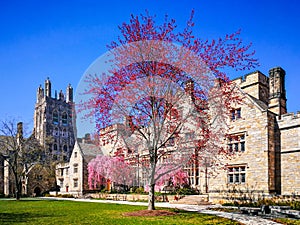 Tree with pink flowers in front of Branford College, Yale University