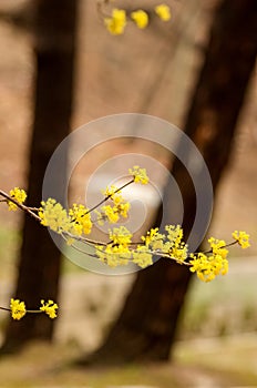 A tree with pink flowers is in front of a building photo