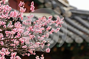 A tree with pink flowers is in front of a building photo