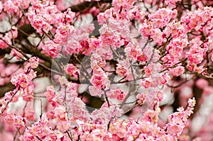 A tree with pink flowers is in front of a building photo