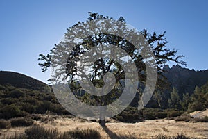 Tree in Pinnacles National Park