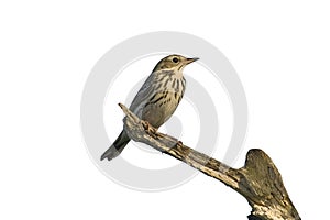 Tree Pipit