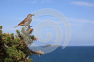 Tree Pipit