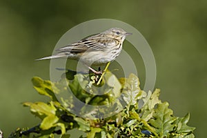 Tree Pipit - Anthus trivialis