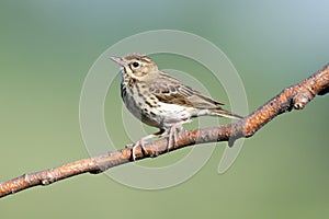 Tree Pipit (Anthus trivialis)