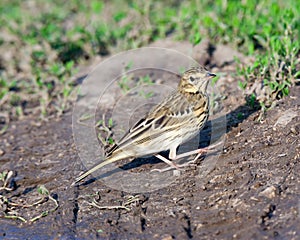 Tree Pipit (Anthus trivialis)