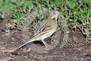 Tree Pipit (Anthus trivialis)