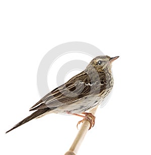Tree Pipit Anthus trivialis isolated on a white