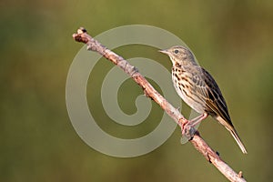 Tree Pipit Anthus trivialis.Wild bird in a natural habitat