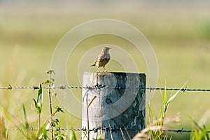 Tree Pipit (Anthus trivialis) on a wooden fence 