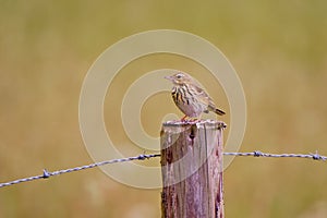 Tree Pipit bird Resting on an Old Wooden Post with barbed wire