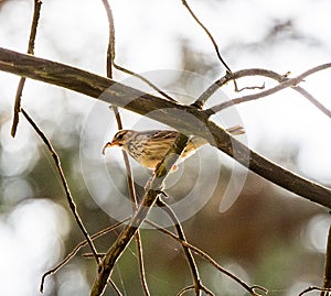 Tree Pipit Holding Insect In Beak