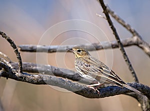 Tree pipit perched on a branch