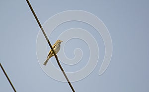 Tree Pipit perching on Electric Wire