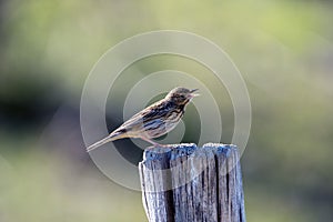 Tree pipit singing on a wooden post