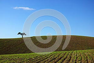 Tree in plain of Alentejo. photo