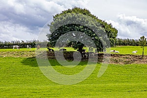 Tree on plain of plot with green grass, herd of cows in shade and grazing