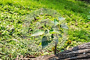 A tree plant growing without soil from Banyan tree trunk roots. Green leaves sprouting towards sun blooming in Natural sunlight. A