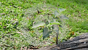 A tree plant growing without soil from Banyan tree trunk roots. Green leaves sprouting towards sun blooming in sunlight. A