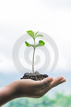 Tree plant on hand, woman holding a young green plant on her palm, closeup view