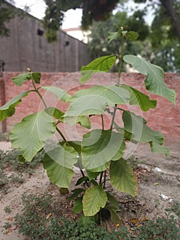 Tree plant
