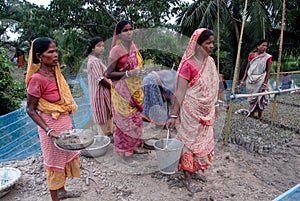 Tree Plantation in Sunderban