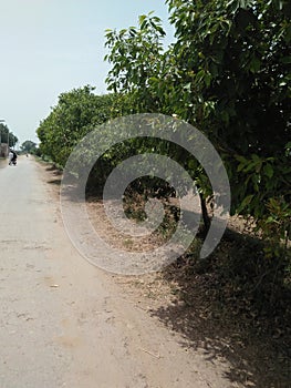 TREE PLANTED ALONG SIDE THE ROAD