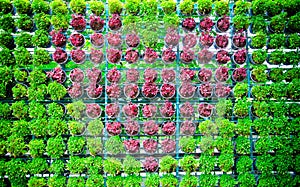 Tree planted heart shape in pots.