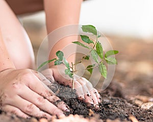 Tree planting growing on soil in child's hand for saving world environment, tree care, arbor day,Tu Bishvat