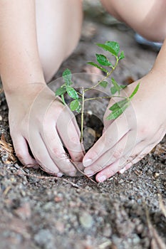 Tree planting growing on soil in girl child's hand for saving world environment, tree care, arbor day,Tu Bishvat