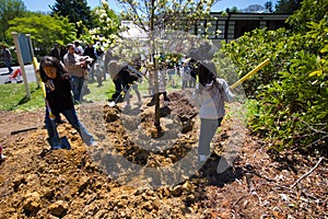 Tree Planting