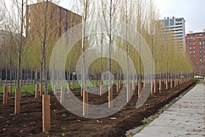 tree planting in urban environment, with rows of newly planted trees visible