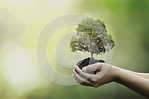 Tree planting on volunteer family`s hands for eco friendly and corporate social responsibility campaign concept