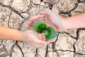 Tree planting on volunteer family`s hands for eco friendly and corporate social responsibility campaign concept, Hands holding