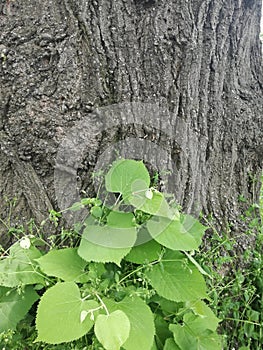 Tree and plants