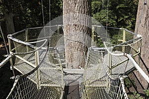 Tree platform on the greenheart treewalk at UBC