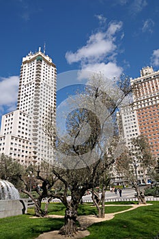 A tree on the 'Plaza de Espana', Madrid photo