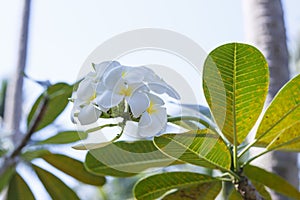 Tree of plumeria has blossomed in Thailand photo