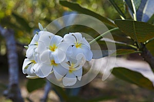 Tree of plumeria has blossomed in Thailand photo