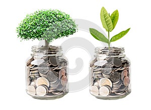 Tree plumule leaf on save money coins, Business finance saving banking investment concept photo