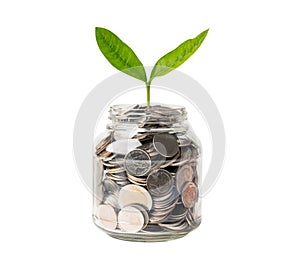 Tree plumule leaf on save money coins, Business finance saving banking investment concept photo