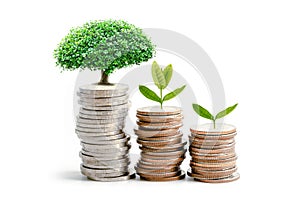 Tree plumule leaf on save money coins, Business finance saving banking investment concept