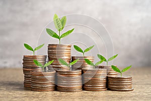 Tree plumule leaf on save money coins, Business finance saving banking investment concept