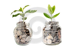 Tree plumule leaf on save money coins, Business finance saving banking investment concept..Tree plumule leaf on save money coins, photo