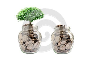 Tree plumule leaf on save money coins, Business finance saving banking investment concept